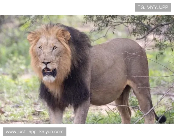 南非雄狮碾压野蛮人队，友谊赛狂揽 35 分创纪录